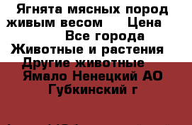 Ягнята мясных пород живым весом.  › Цена ­ 125 - Все города Животные и растения » Другие животные   . Ямало-Ненецкий АО,Губкинский г.